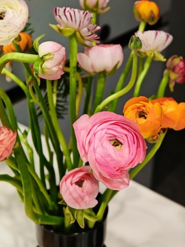 会唱歌的小狮子、的图片