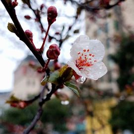 天王盖地虎虎044的图片