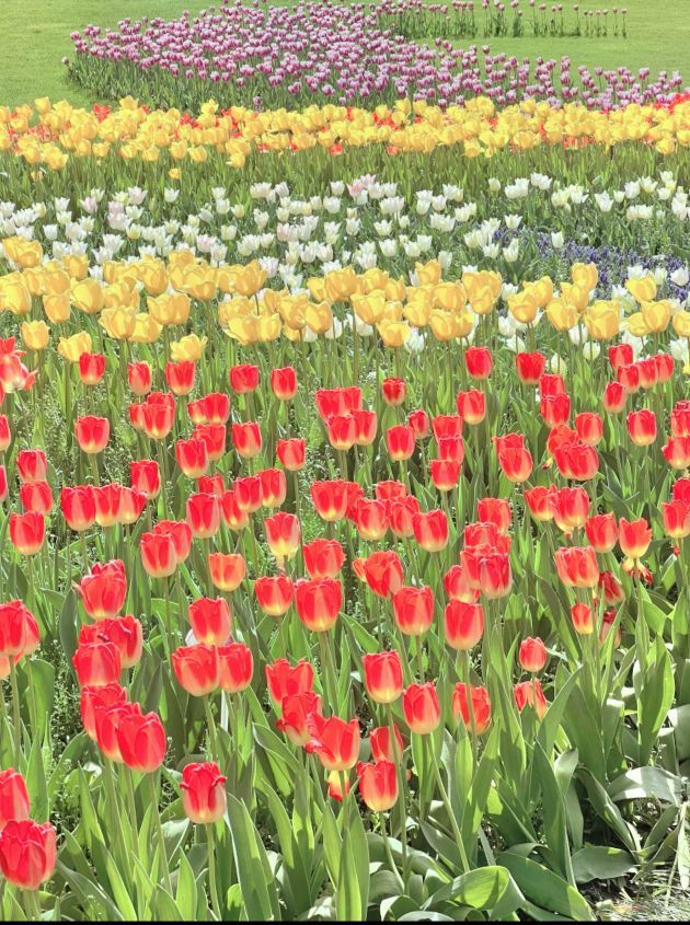 ?花香染晨?主播圖片