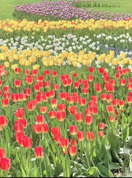 ♛花香染晨♛的图片