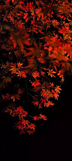 玖❤儿加油的图片