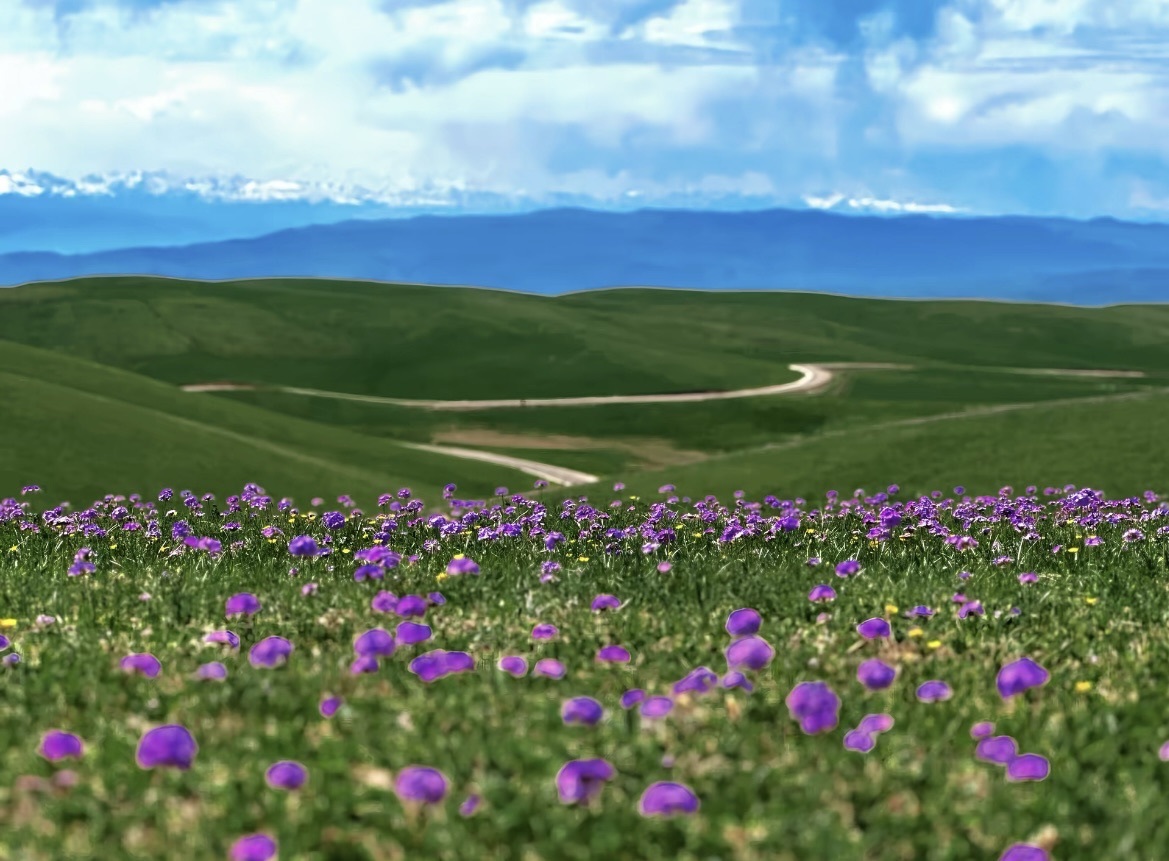 咩咩会做解析题的主播照片