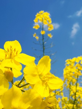 五一见。的图片