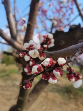 天王盖地虎虎044的图片