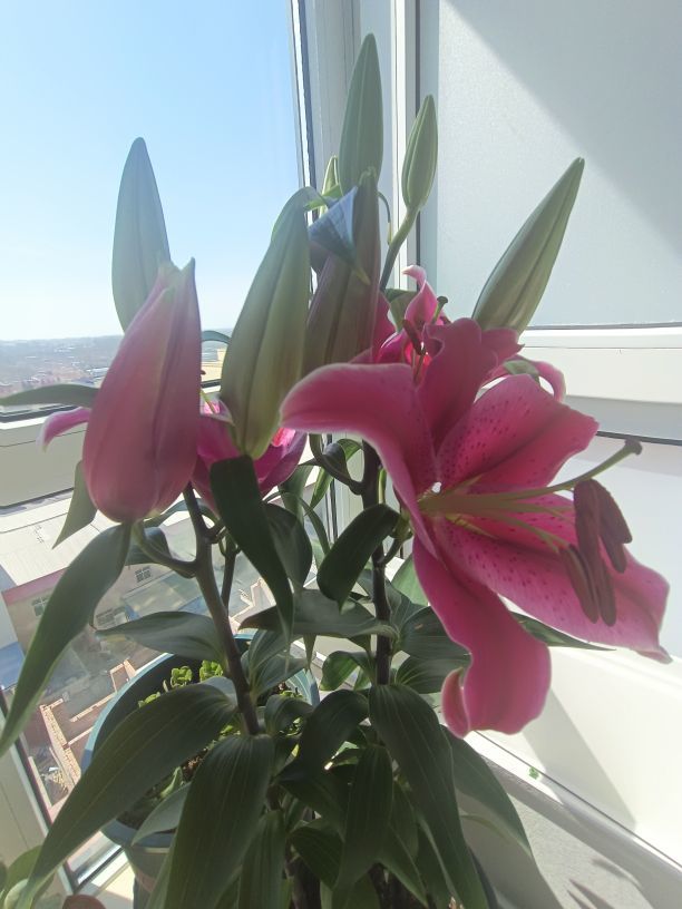 金麒麟安靜唱歌??的主播照片