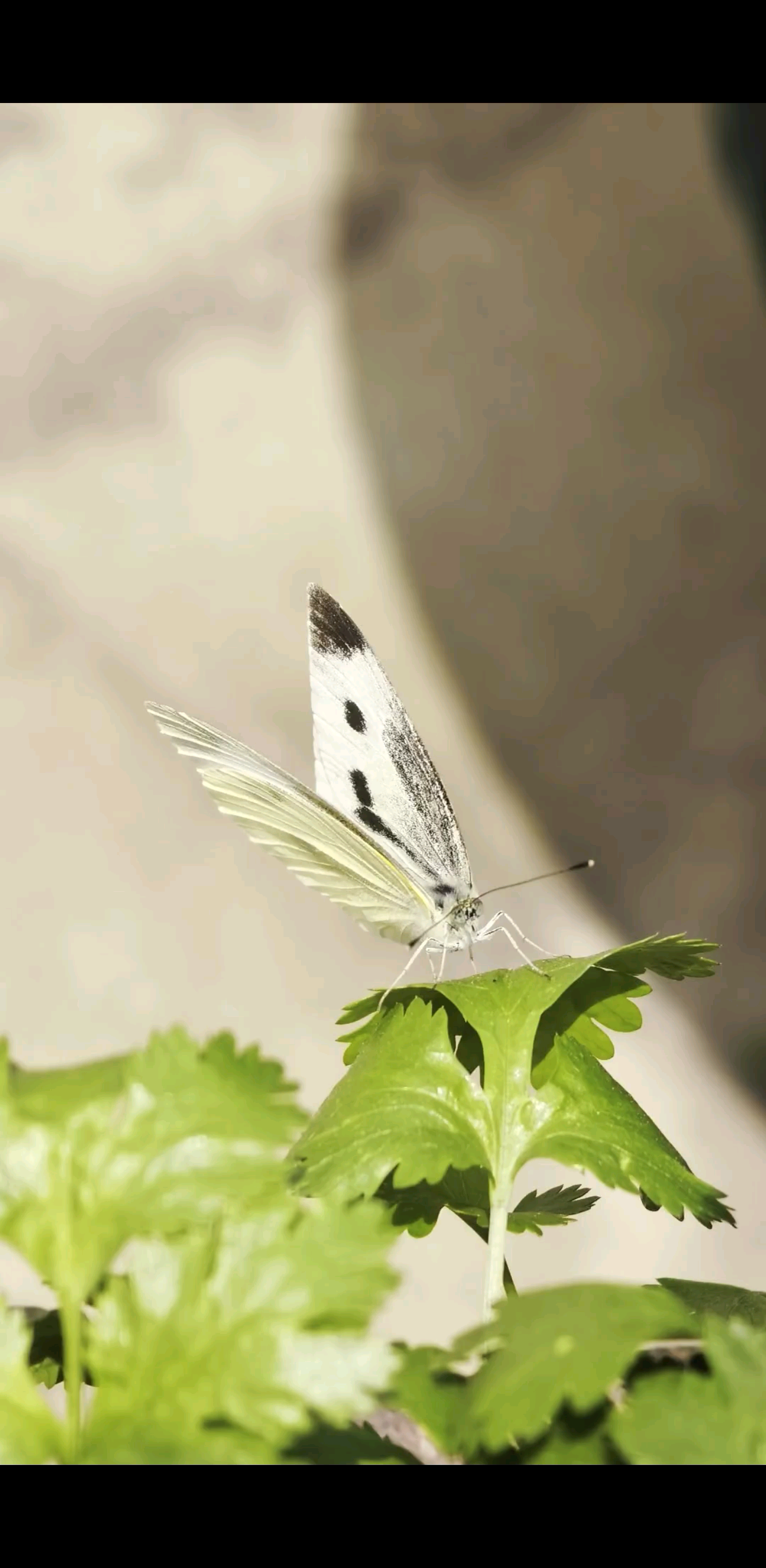 发现一只小蝴蝶🦋