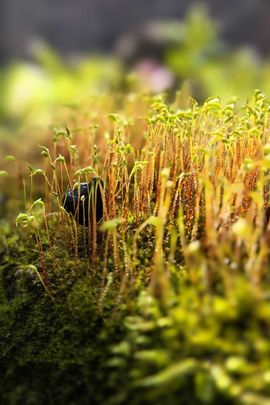 天王盖地虎虎044主播照片