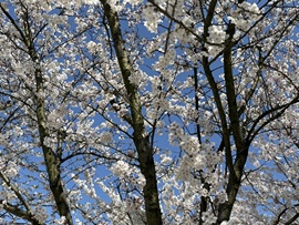 *「💓」*主播照片