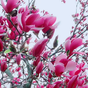 💞紫夜樱雨💞