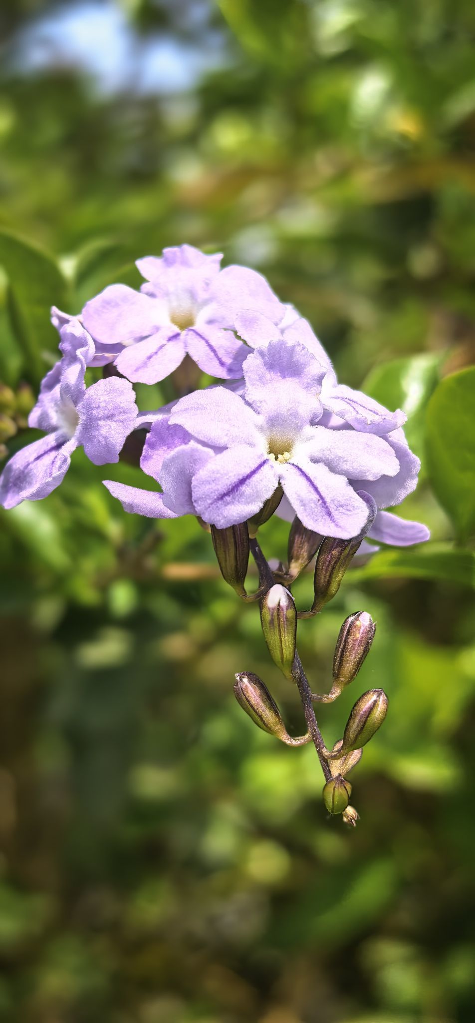 陈思郦🍀听经典主播图片