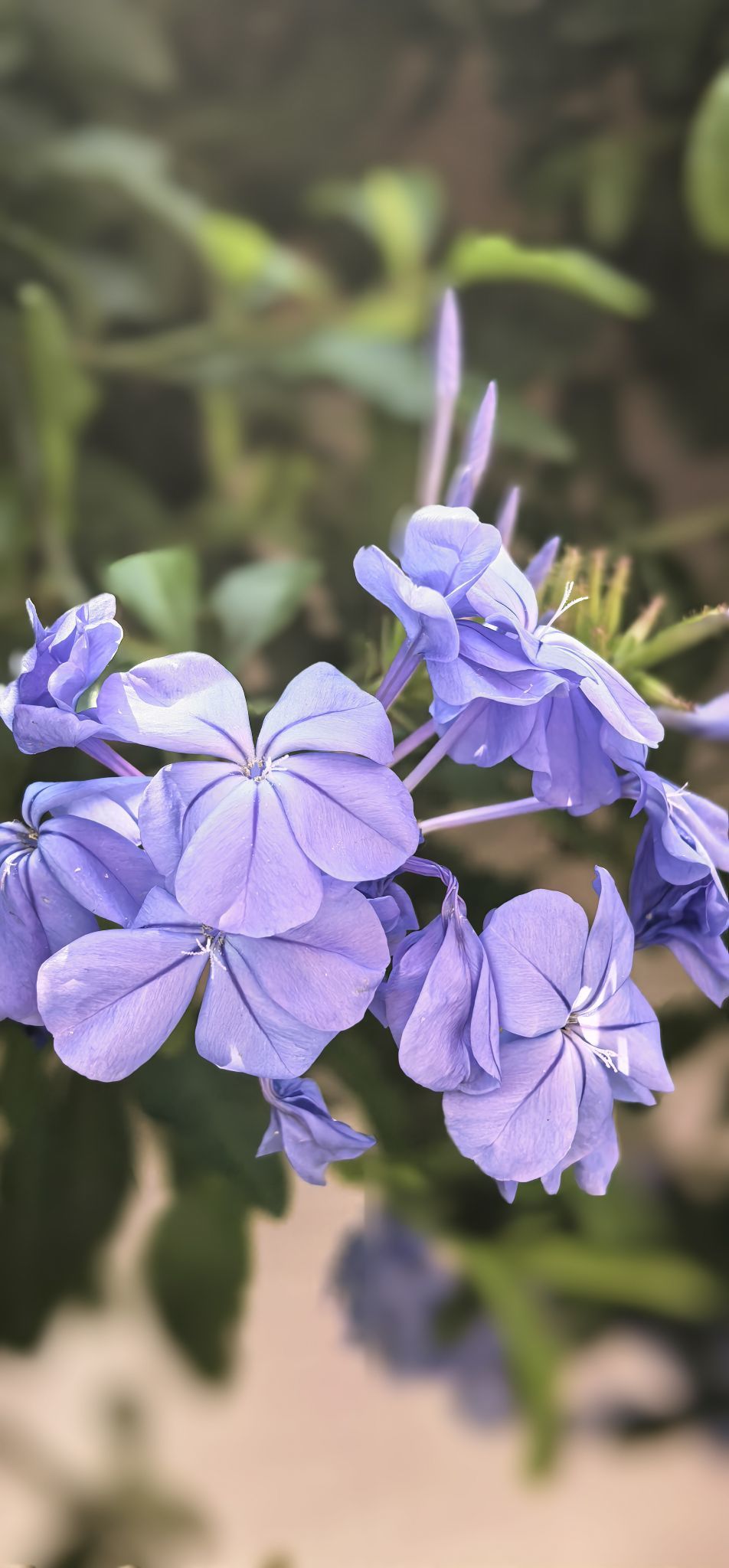 陈思郦🍀听经典主播图片