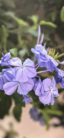陈思郦🍀听经典主播照片