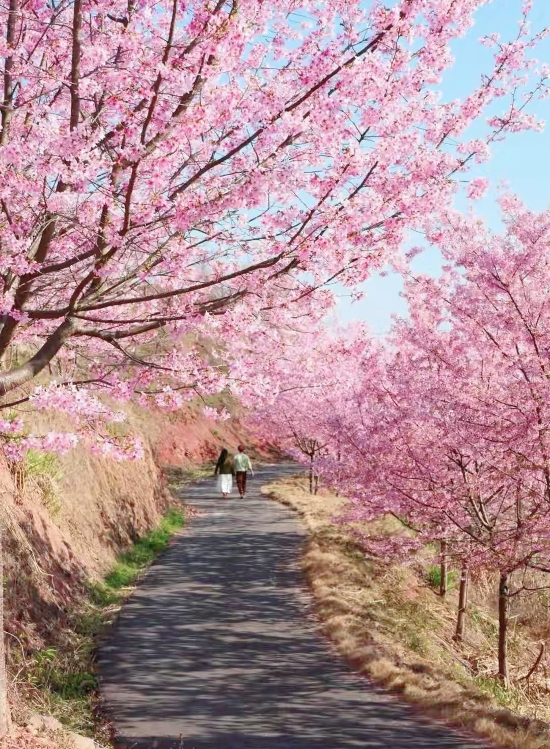 ?花香染晨?主播圖片