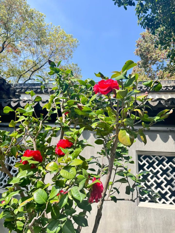 日【🔴】初的主播照片