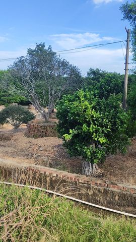 小黑，阳光房：金钢网的图片