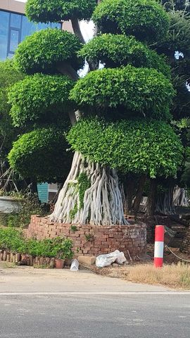 小黑，阳光房：金钢网的图片