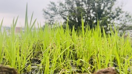 ☂客家甜心金牌代理☂的图片