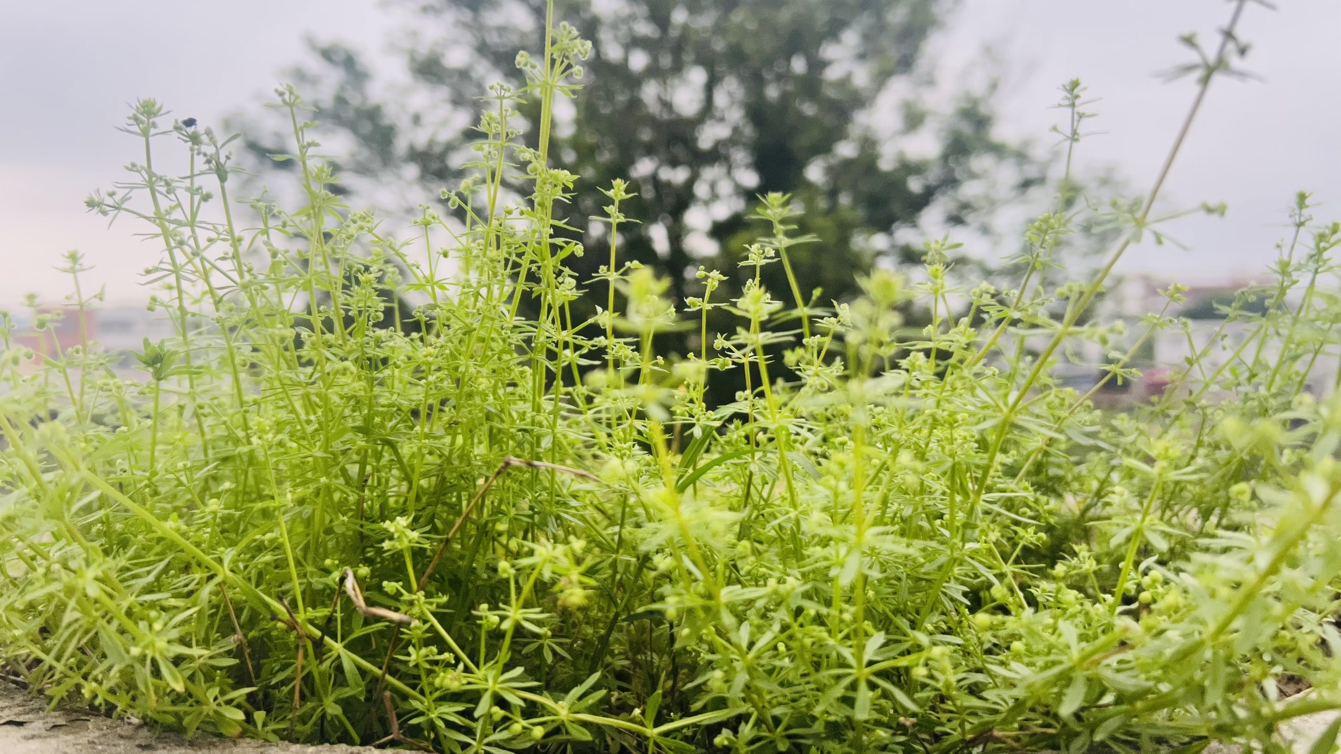☂客家甜心金牌代理☂主播图片