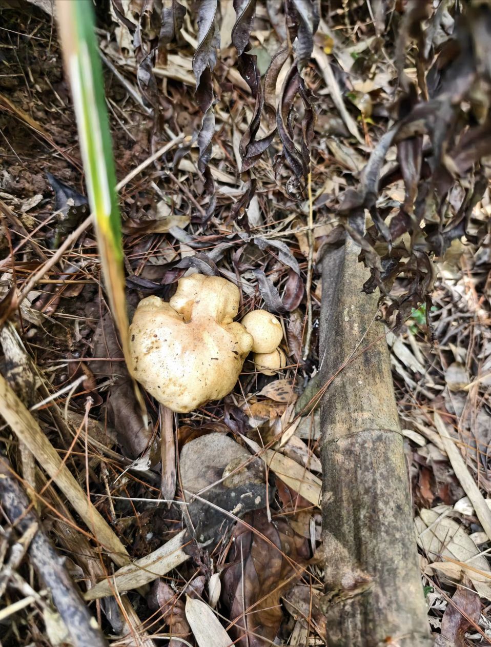 糖笑笑゛等風(fēng)也等伱主播圖片