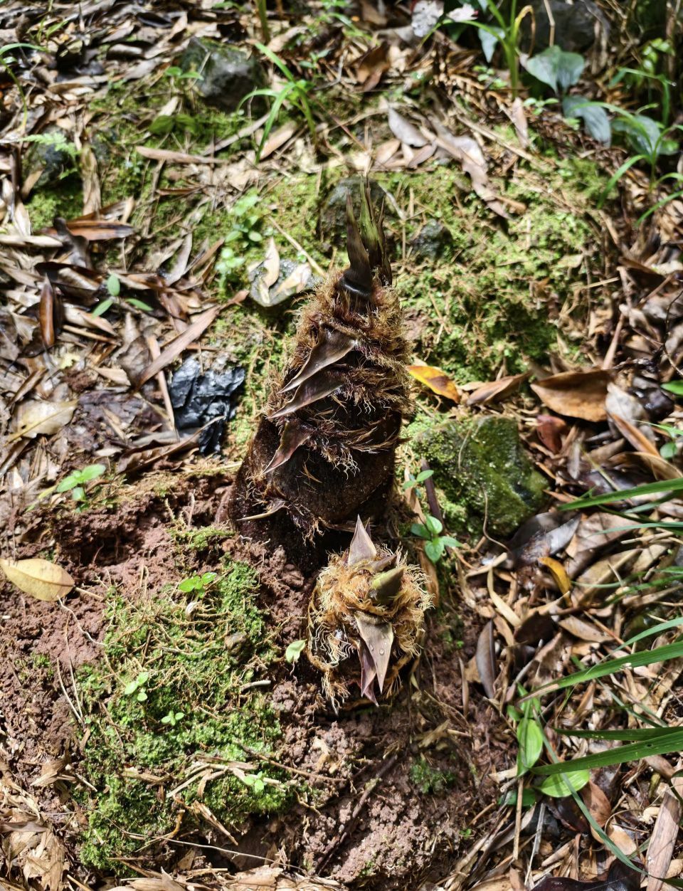 糖笑笑゛等風(fēng)也等伱主播圖片