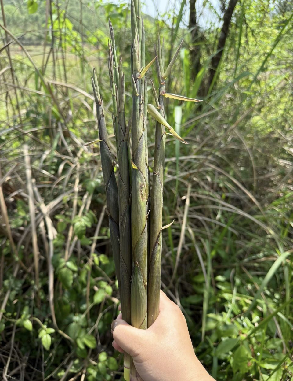 糖笑笑゛等風(fēng)也等伱主播圖片