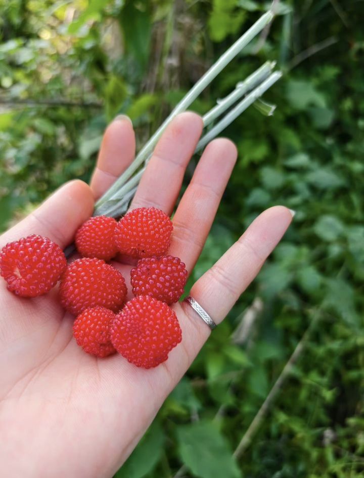 糖笑笑゛等風(fēng)也等伱主播圖片