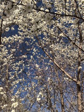活捉一只小可奈的图片