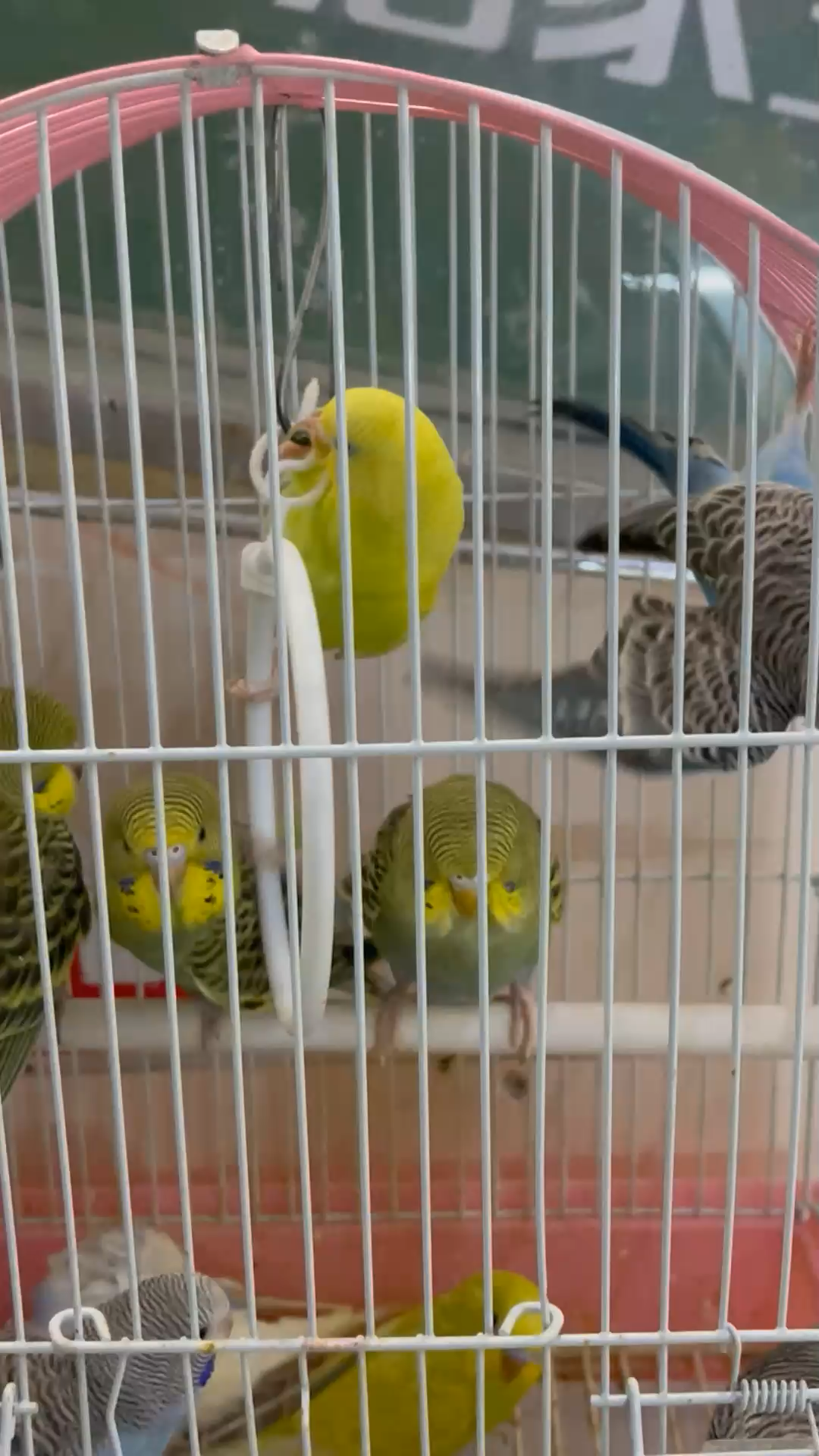 芬芳是花的语言，诉说