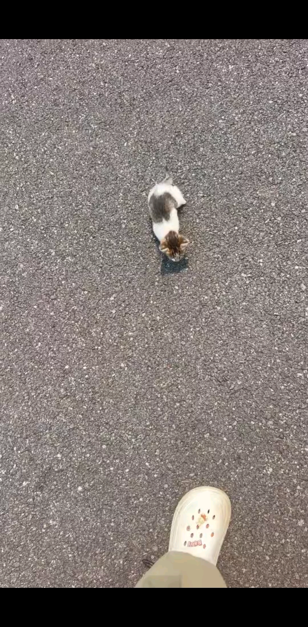 这猫仔怎么追着我呢！