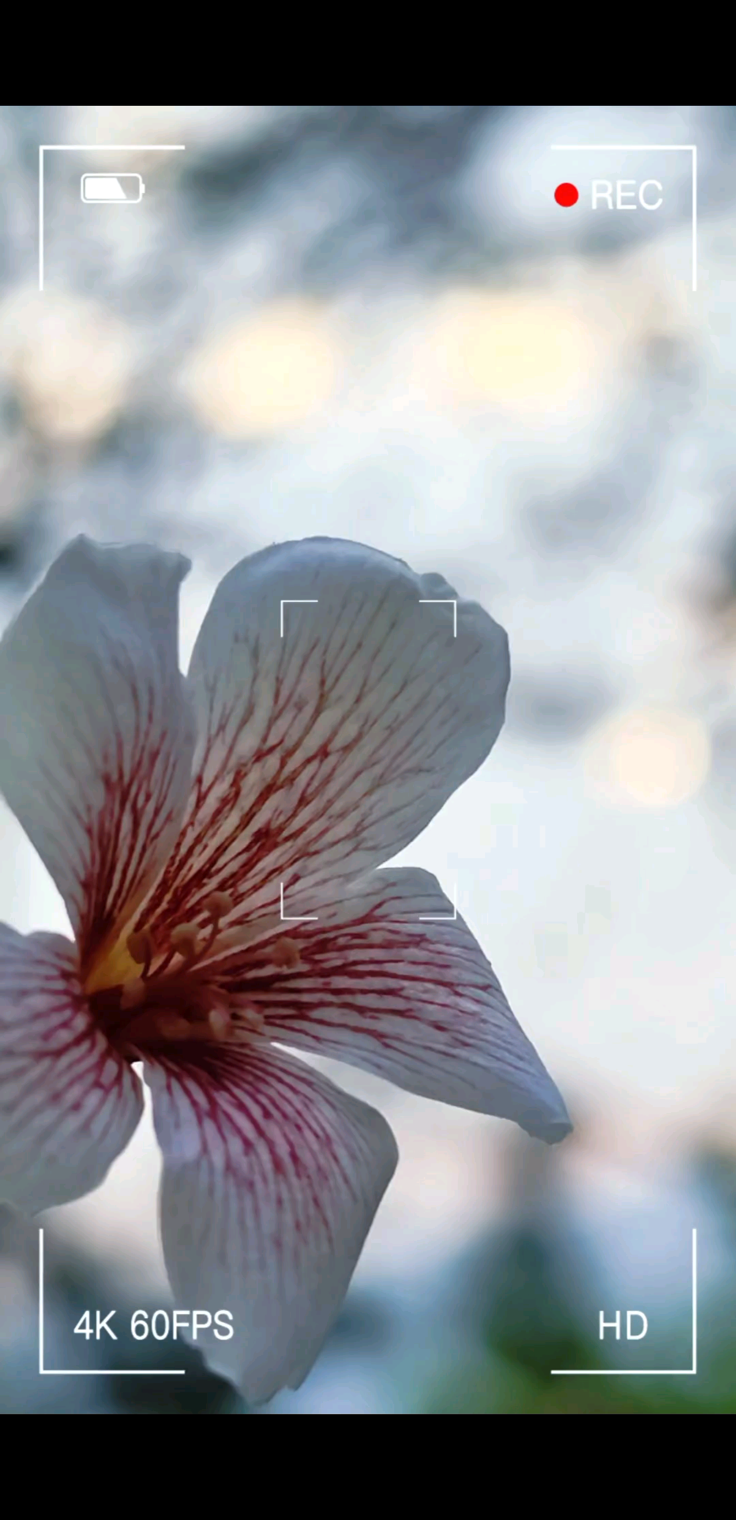  心有暖阳，无惧风霜。