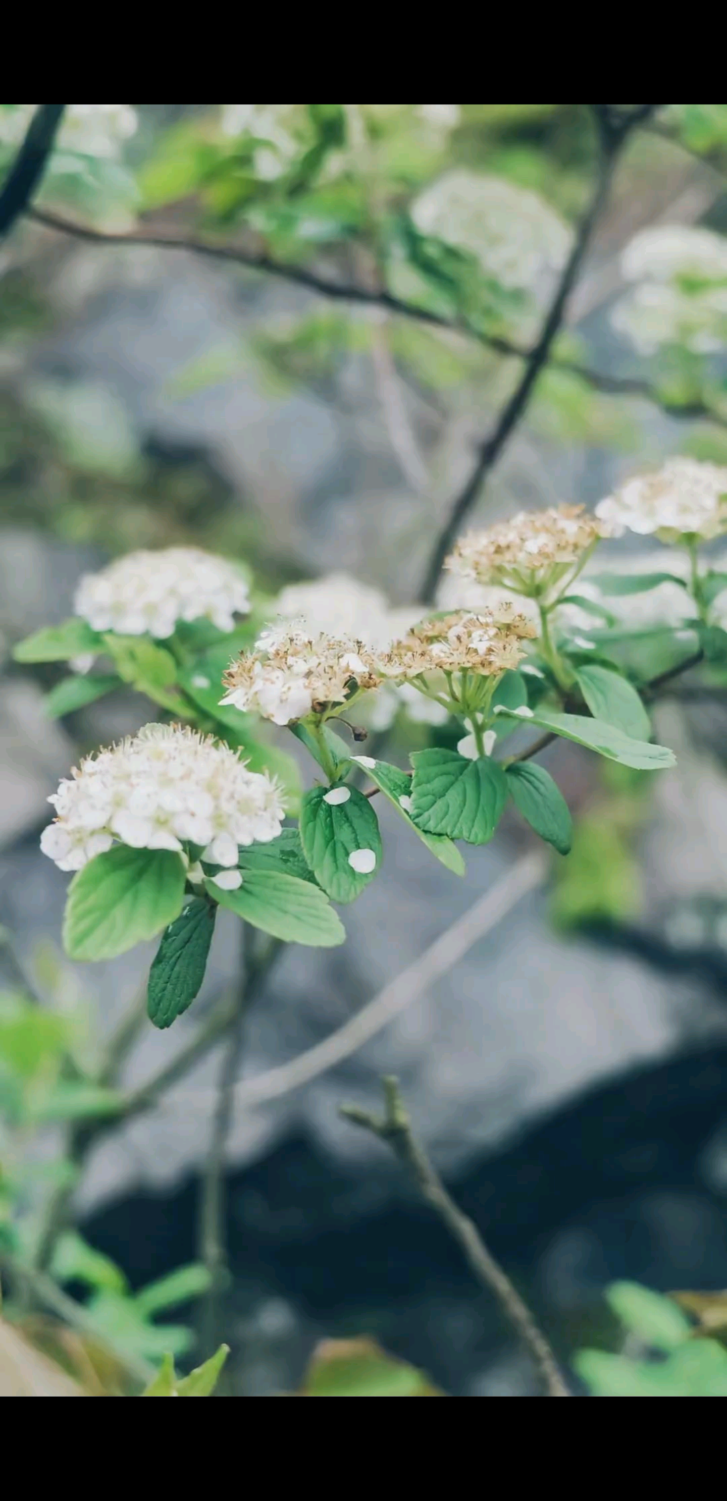 不必急着绽放，像花草