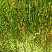 冠軍候239的頭像