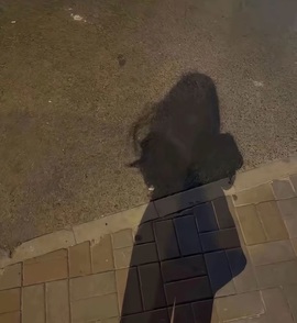 8809001的图片