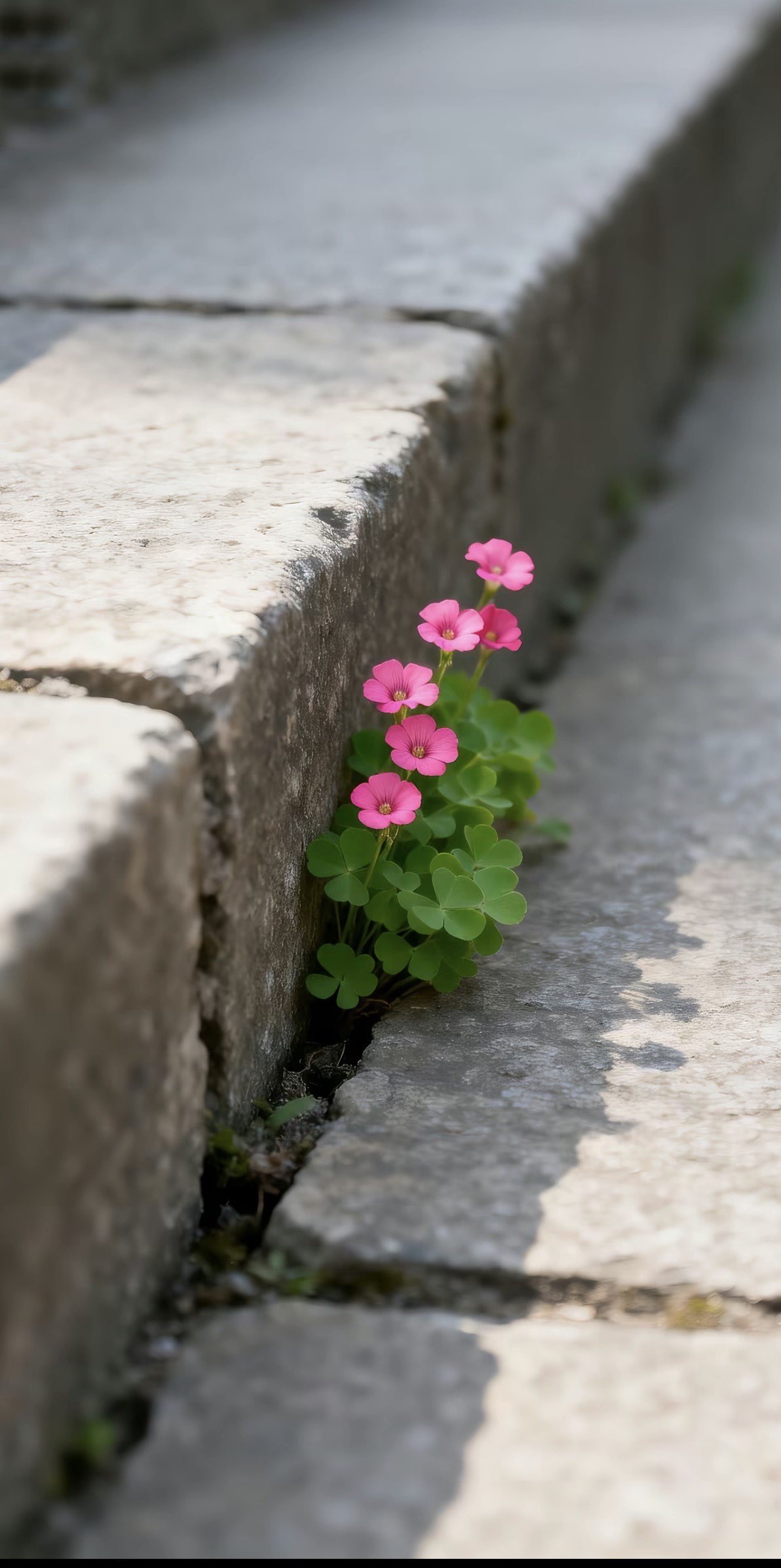 應應??唱歌滴的主播照片
