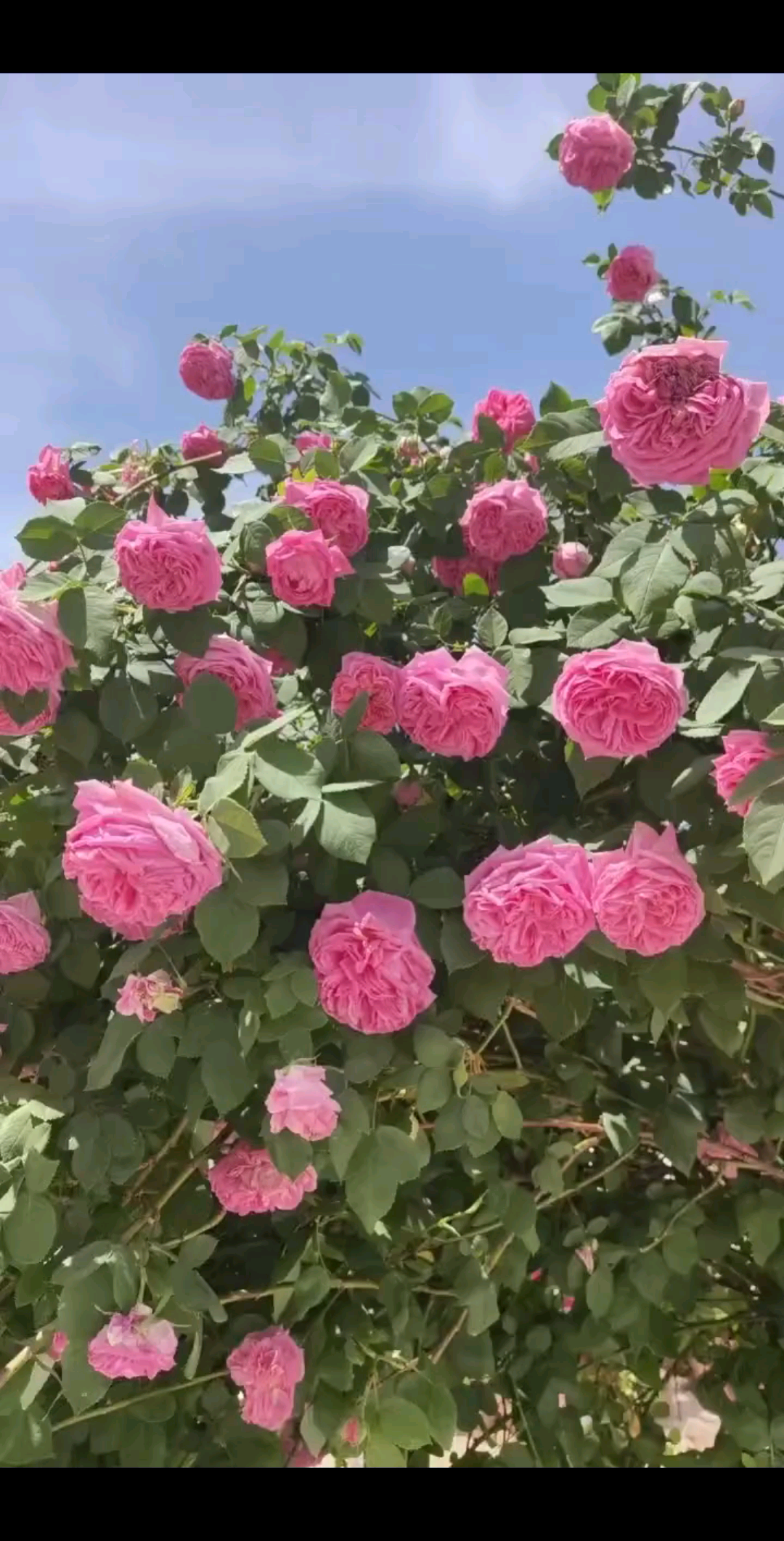 花若盛开 蝴蝶自