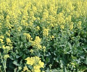 平安快乐朝朝暮暮的头像