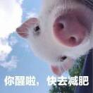 朱茂勇aln