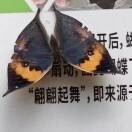 立春rFG