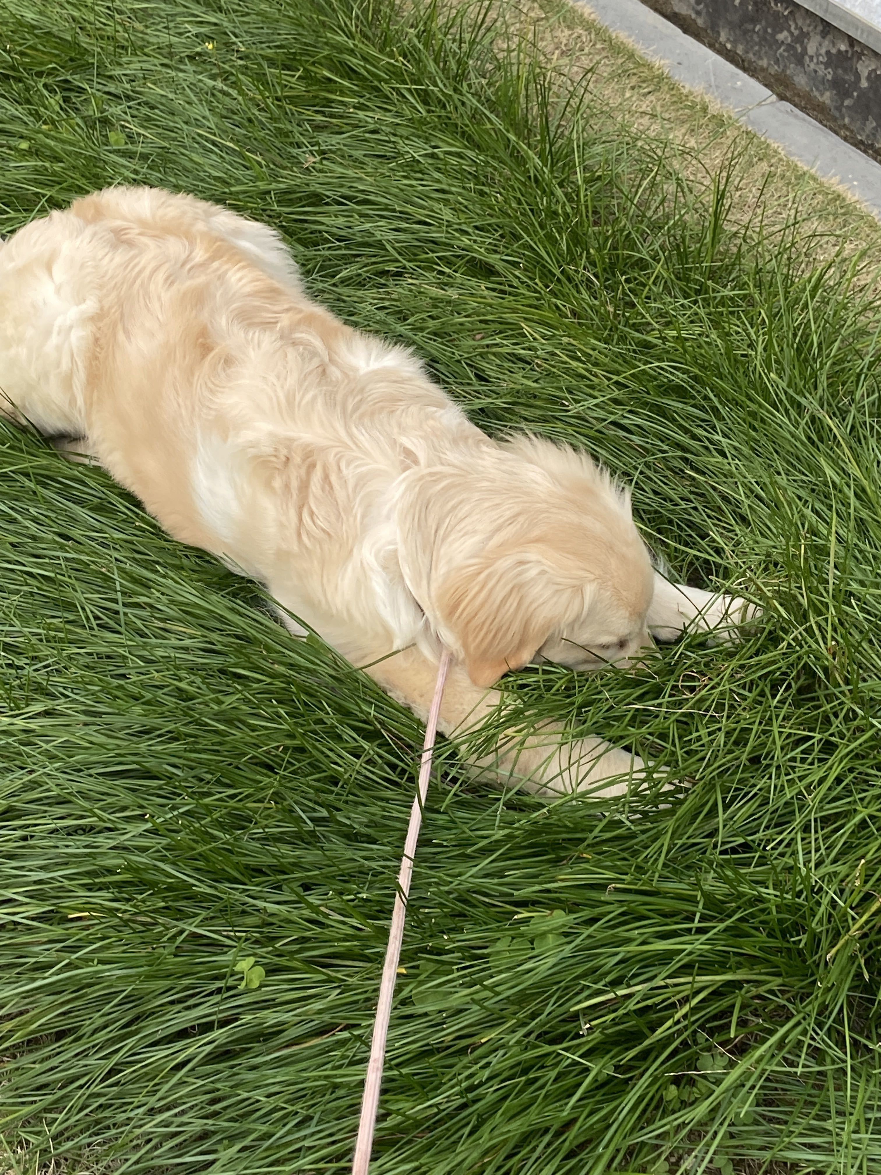 小可柔💜的主播照片