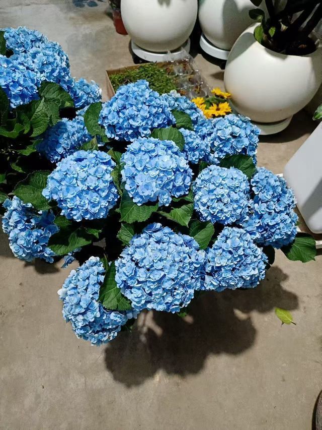 遇见美丽❤主播图片