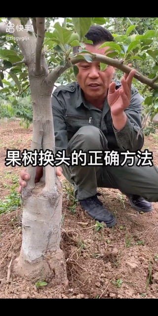 果树嫁接