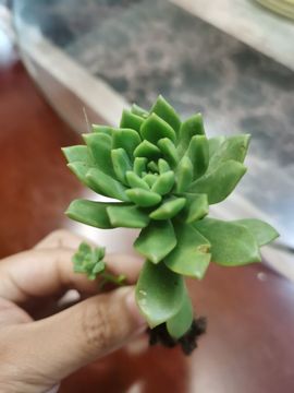 小耕🐜主播照片