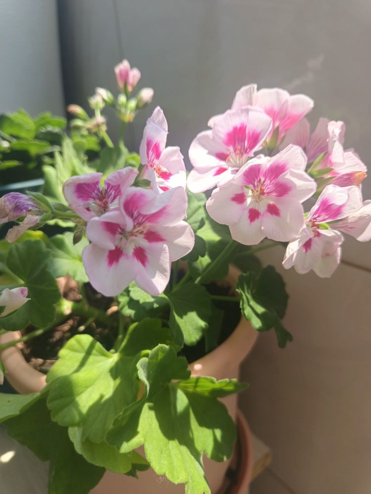 金麒麟安静唱歌🎵的主播照片