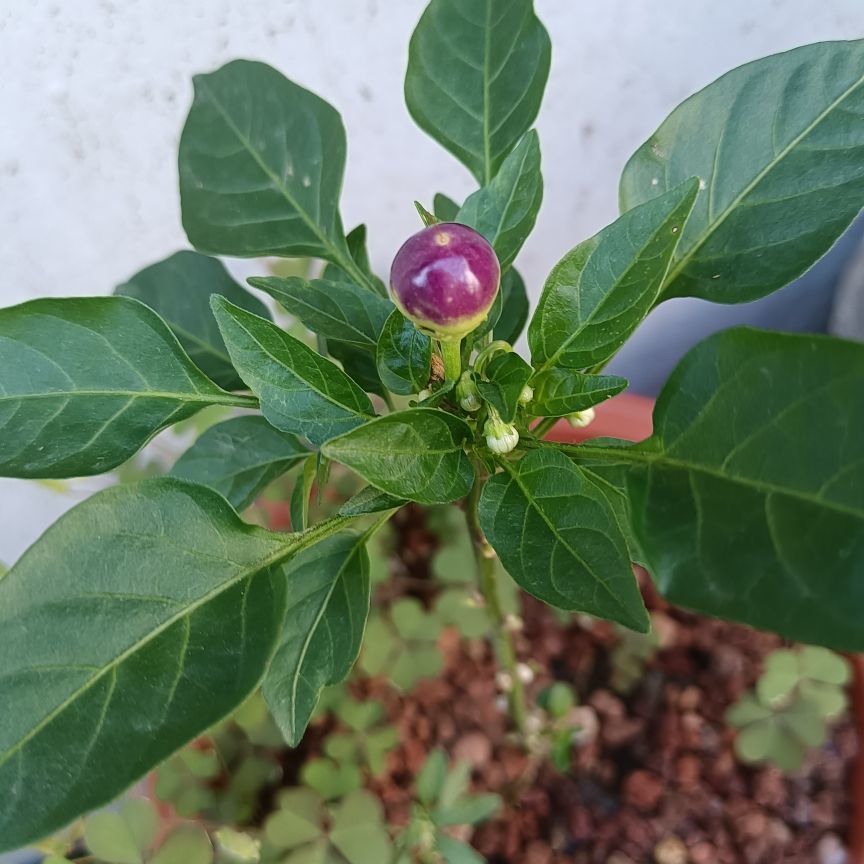 ❤️天宝❤️的主播照片