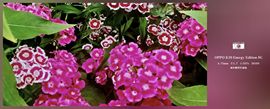 雀跃开训！！晚八点播的图片