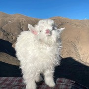摆烂米娜🐇