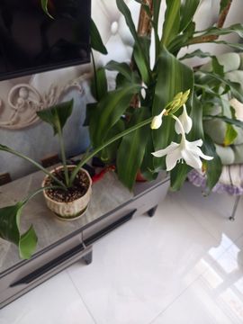 顾七七～主播照片
