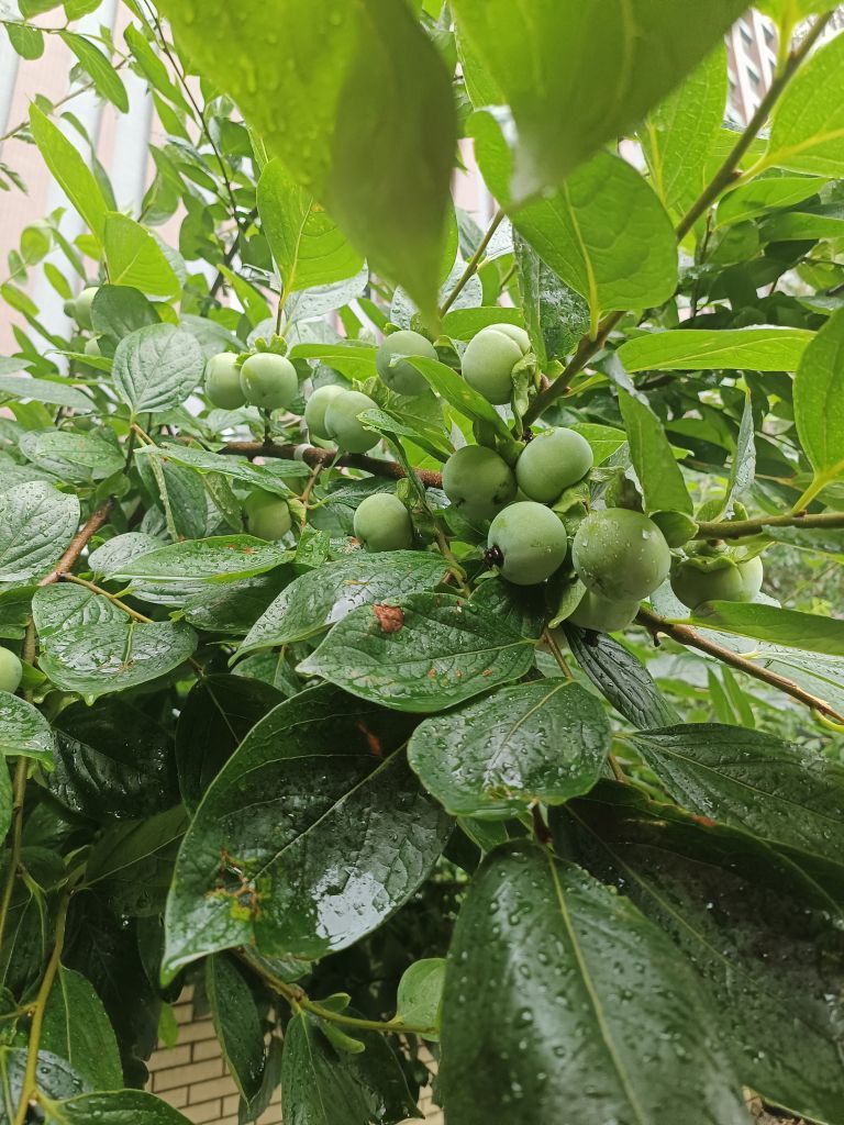 茶茶贺封印哥荣升大神主播图片