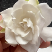栀子花开🌹🌹🌹