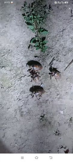 妞妞在江西的图片